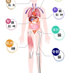 Urinary Toxic Metal Screening 重金屬毒物尿液篩檢(包含尿液 Cu、Pb、As、Cd、Hg、Mn、Ni、Zn)