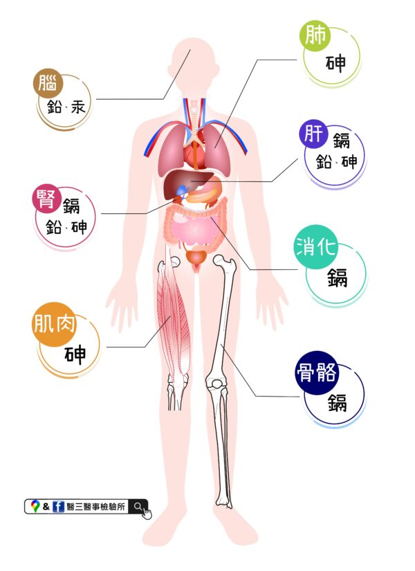 Urinary Toxic Metal Screening 重金屬毒物尿液篩檢(包含尿液 Cu、Pb、As、Cd、Hg、Mn、Ni、Zn)